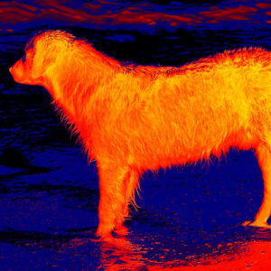Retriever on the beach.