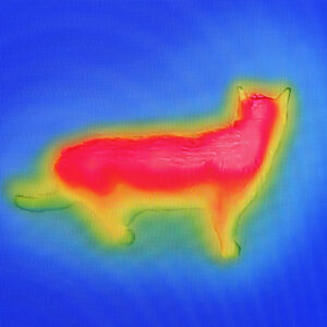 Infrared Thermal image of a domestic cat